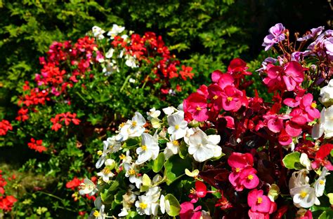 rabbit repellent flowers