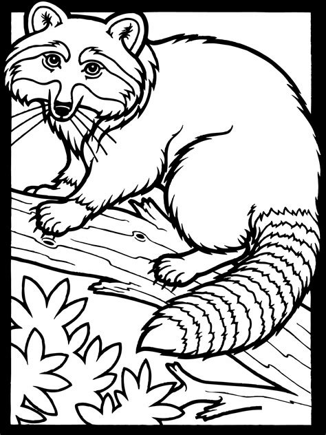 raccoon coloring page free