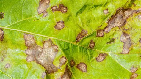 radish bacterial leaf spot