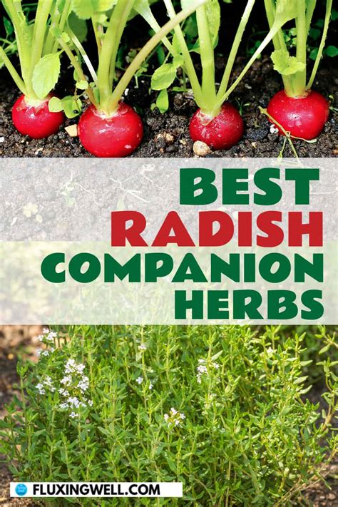 radish companion