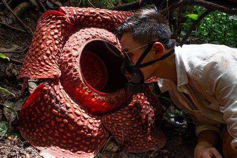 Rafflesia Arnoldii