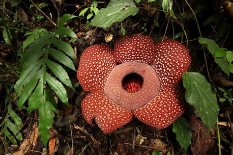 Rafflesia Magnifica