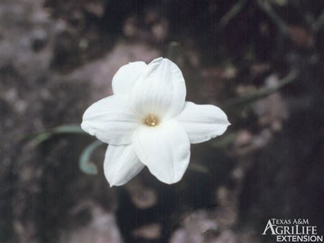 rain lily texas