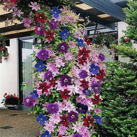 The Magic of Rainbow Clematis