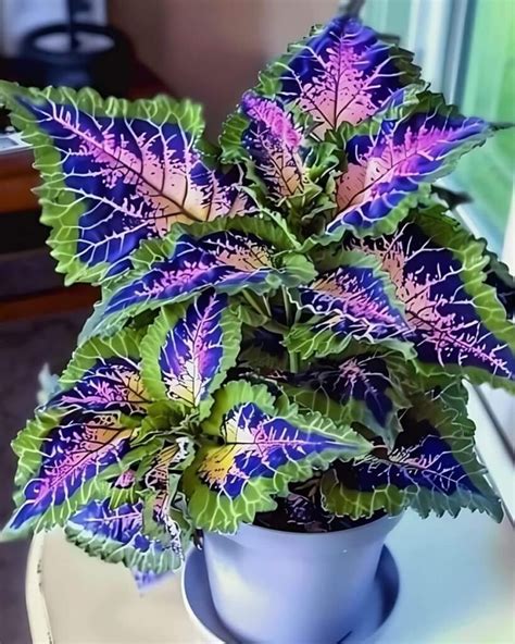 rainbow coleus