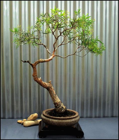 rainbow eucalyptus bonsai tree