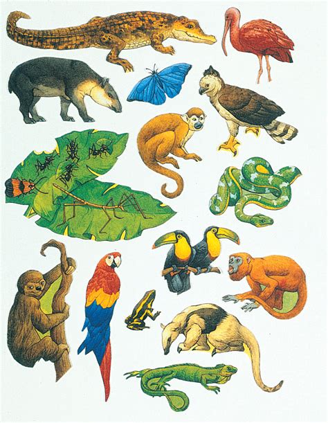 rainforest animals printable pictures