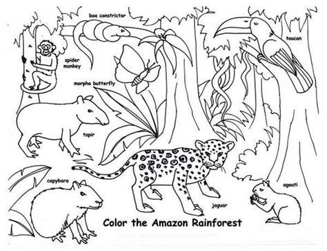 rainforest animals to colour