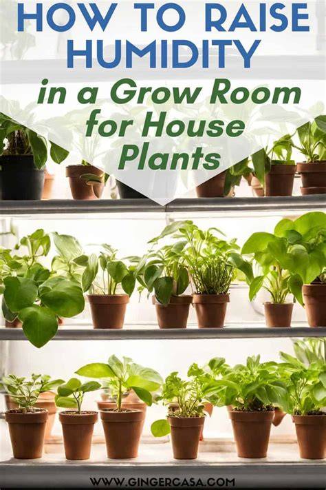 raise humidity for houseplants