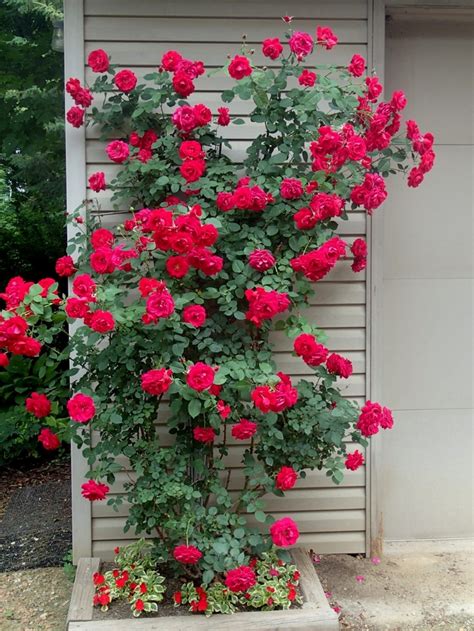 ramblin red climbing rose