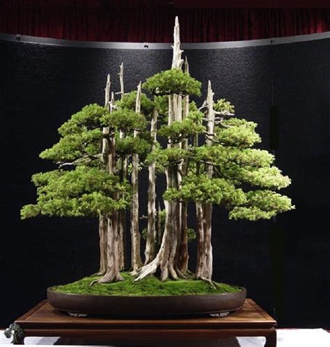 rare bonsai trees