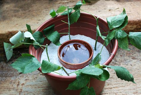 raspberry cuttings