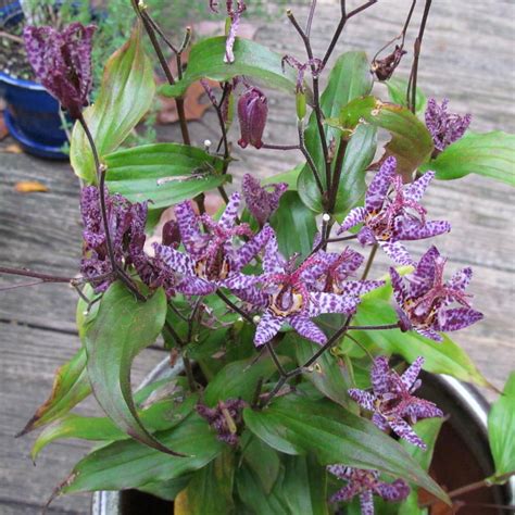 raspberry mousse toad lily