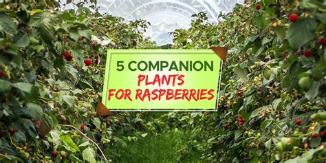 raspberry plant companions