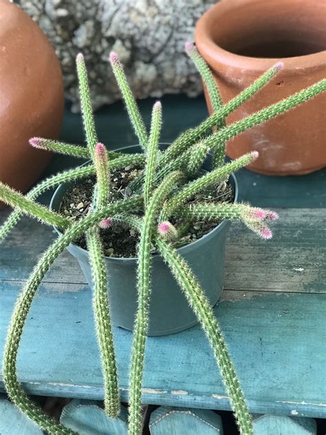 rat tail cactus for sale