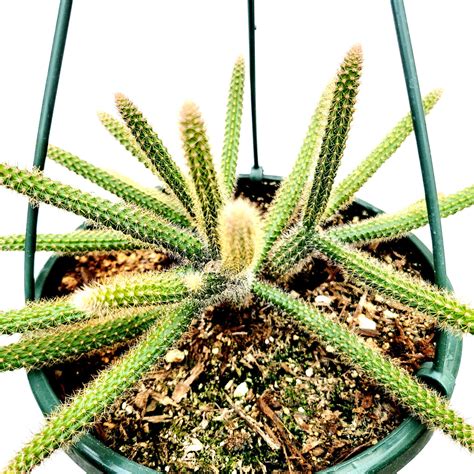 rat tail succulent