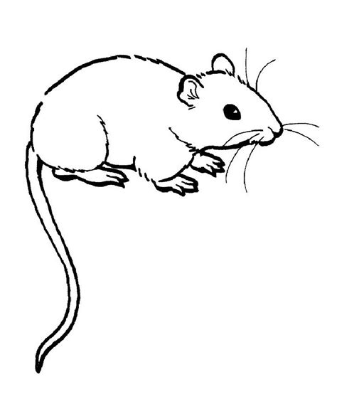 rats coloring pages