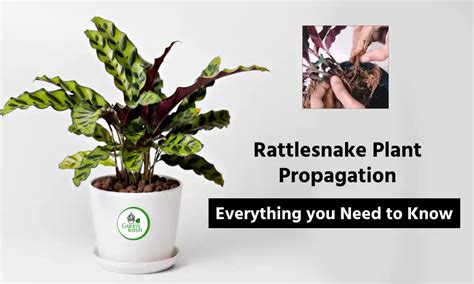 rattlesnake plant propagation