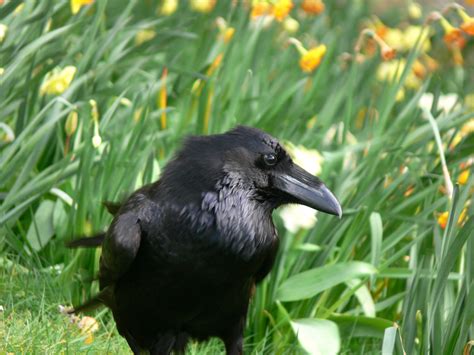 raven grass