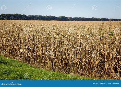 ready for harvest