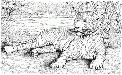 real animal coloring pages