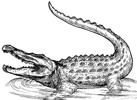 realistic alligator coloring pages