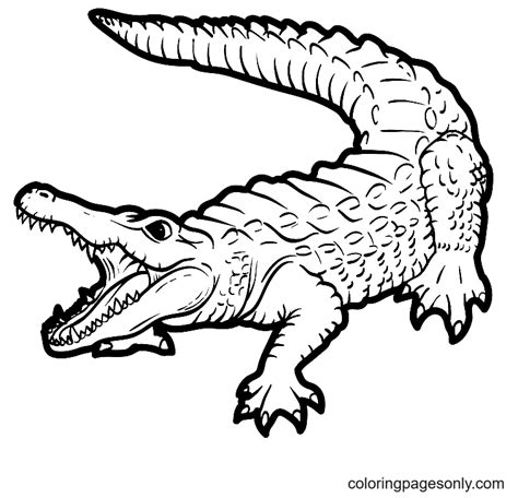 realistic alligator coloring pages