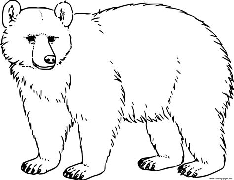 realistic bear coloring pages