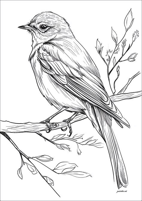 realistic bird coloring pages