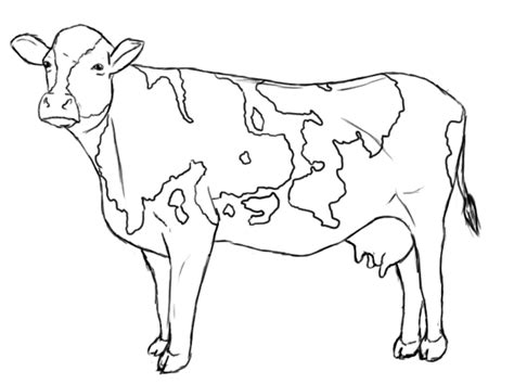 realistic cow coloring pages