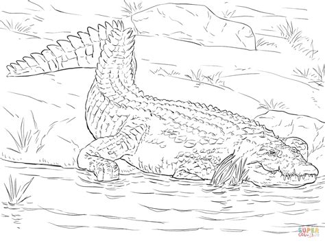 realistic crocodile coloring pages