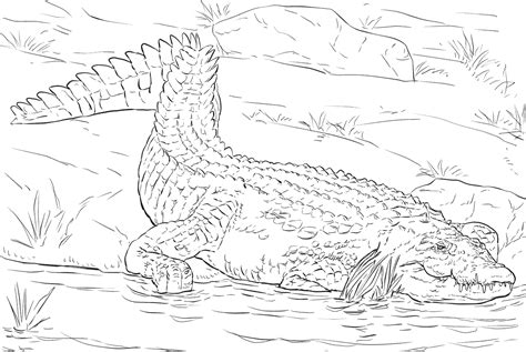 realistic crocodile coloring pages