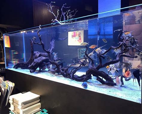 realistic expectations of real fish tank