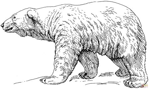 realistic polar bear coloring pages