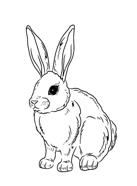 realistic rabbit coloring pages