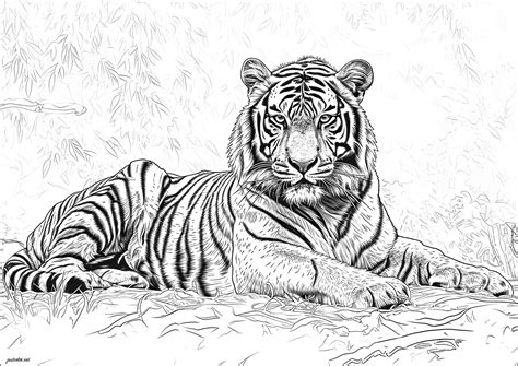 realistic tiger coloring pages