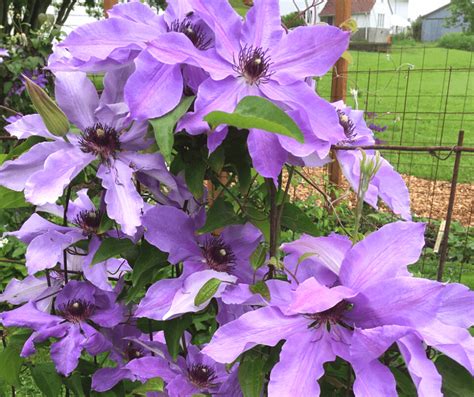The Beauty of Reblooming Clematis