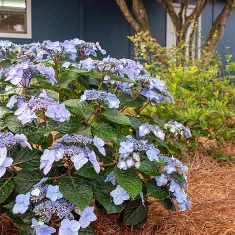 reblooming hydrangea care