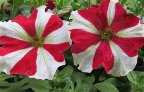 red and white petunias