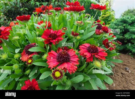 red blanket flower
