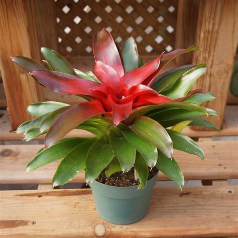 red bromeliad