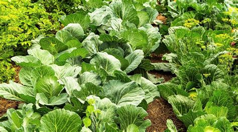 red cabbage companion plants