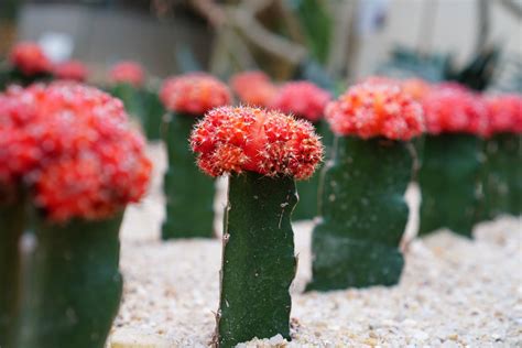 red cactus varieties