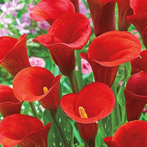 red calla lily