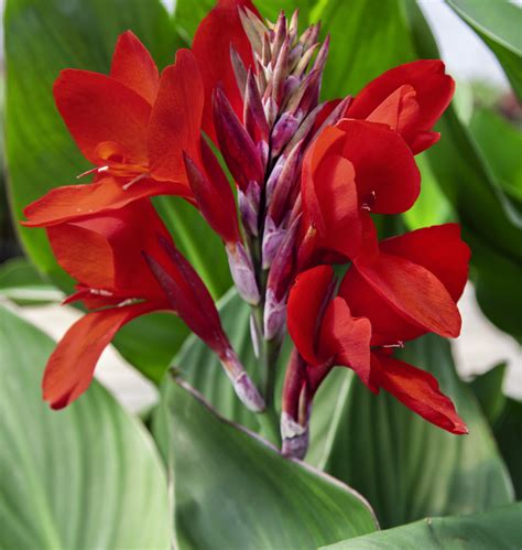 red canna flower