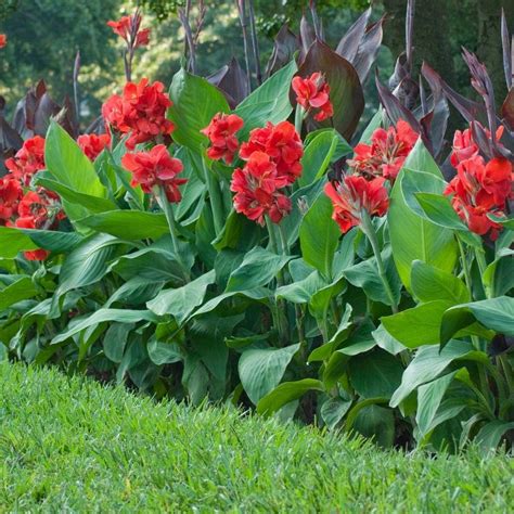 red canna lily