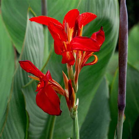 red canna plant
