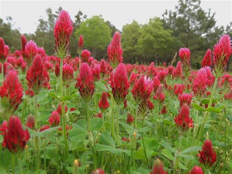 red clover companion planting