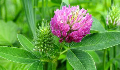red clover plant
