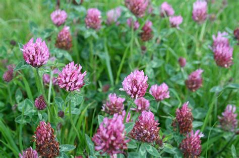 red clover weed control